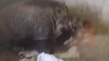 黑猪撕咬小狗，被小狗反咬回去，都知道对方的肉香