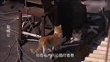 捉喵记：大战一触即发，奥尔让展现超强“猫猫拳”，动作快到模糊