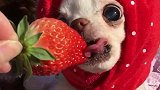 见过这么爱吃草莓的狗狗吗
