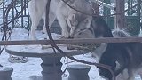 狗子吃了我18斤大葱
