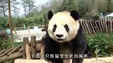 熊猫挑战做仰卧起坐，过程看一次笑一次，太好玩了