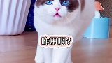 luca：饮水机没问题，我也没问题，我妈有问题萌宠出道计划成长力计划创作热词萌宠猫 创作灵感