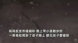 小狗替小主人挡下毒蛇，还得了细小后躺坑等死，主人：送医后已恢复精神