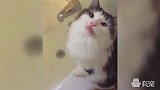 风骚的喵星人，一看就不是正经猫