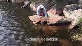 男子在海岸边突然听到叫声，却发现是一头被卡在石缝中的虎鲸！