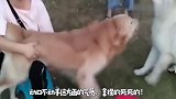 喵星人挑衅柯基，这气势也太嚣张了吧！狗子：淡定，这傻猫惹不起