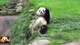 熊猫团子舒坦地躺在池边吃播，无忧无虑的样子太可爱了