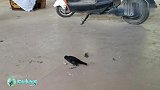 见什么就玩什么，小八哥这么可爱你知道吗？