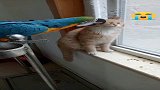 金刚鹦鹉拔虎须怂猫一点没脾气