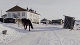 为什么马可以生活在北极圈之内？