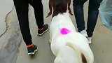 羊：放开我的羊角，我自己会走！