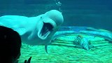 白鲸究竟有多可爱？谁会拒绝一只萌唧唧爱贴贴的水下精灵呢