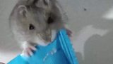 男子家养可爱仓鼠，让仓鼠帮忙打开食物包装