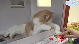 猫咪的小红房子造好啦，可是大橘为什么不高兴呢？