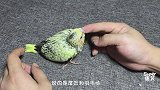 网购的“珍珠玄凤鹦鹉”1个月后，变成什么样子了？变化有点大呀