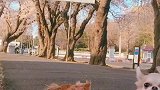 狗狗们会欣赏风景吗