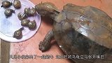 小伙喂乌龟吃蜗牛，网友：都是蜗居，何必互相伤害呢