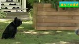 国外恶搞：给狗狗按上大逃杀里项圈，按下按键的瞬间妹子吓坏了