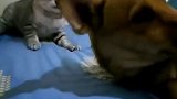 别人家的猫狗打架vs我家的猫狗打架动物图鉴 柴犬