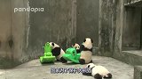 熊猫宝宝想爬到木马车上去，奈何身子太笨拙，简直令人哭笑不得