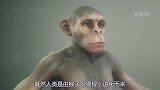 都说人类是由猴子进化而来，那如今看到的猴子，还能进化成人吗？