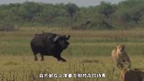 为啥老鹰作为空中王者，却从来不招惹喜鹊？老鹰：是真打不过！