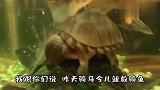 搞笑动物视频：作为一只乌龟，今天必须把清道夫治得服服帖帖的