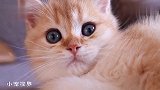 一窝小奶猫从小就傲娇，奶萌奶萌的，让人爱不释手