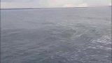 鲸鱼：我表演个跳水，给他们看一下吧