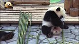 熊猫宝宝出场方式好特别，在妈妈身边撒娇卖萌的样子可爱到极点
