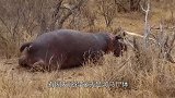 鬣狗饥饿难耐单挑河马，河马竟一动不动，这是咋回事？
