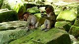 可怜的小猴子被他的妈妈大声尖叫警告了