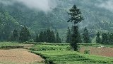 青山绿水飘云彩，毛坝茶园