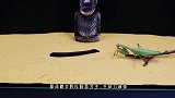 小伙好奇将螳螂放进盐水中，半分钟后意外的画面出现