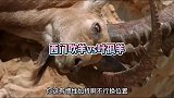 岩羊打架，使出了勾股定理？