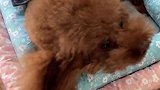 别人家狗子有的，咱也安排上