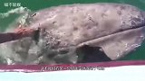 猫咪误闯马路，面对车流不敢动，居然向交警求助，莫非是成精了？