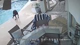 斗牛犬想要下水，可是不会游泳遭主人嘲笑，镜头记录搞笑画面