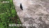 八哥鸟看见主人吃柚子，跑来抢主人手上的柚子吃