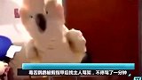 主人剪坏鹦鹉的指甲，结果鹦鹉发飙大骂主人，这鹦鹉惹不起