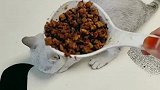我家圈儿吃饭就是这样，你没见过不代表没有这样的猫，给大家分享