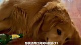 金毛抱着酒瓶子不撒手，喝酒喝上瘾了，喝完满地打滚，逗
