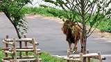 动物趣闻：迟暮之年的雄狮
