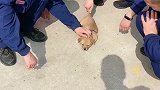 小奶狗我也是有靠山的狗！