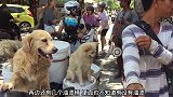 六条狗一起坐在摩托车上，在后面还放了几个油漆桶