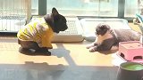 斗牛犬假装不经意靠近小猫咪，这不还是挨揍了