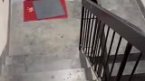 楼道内遇老鼠，叫来流浪猫为其撑腰