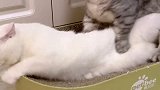 小猫咪怀孕也会变傻吗？希望泡芙这个智商不要遗传到孩子那去了！猫怀孕