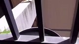 这狗子真的好圆啊，别吃了