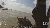 洪水过后，一只幸存的猫咪被发现，它却拒绝救助